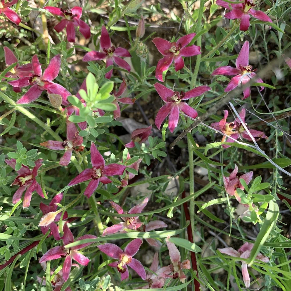   Trailing Rhatany  ( Krameria lanceolata)     