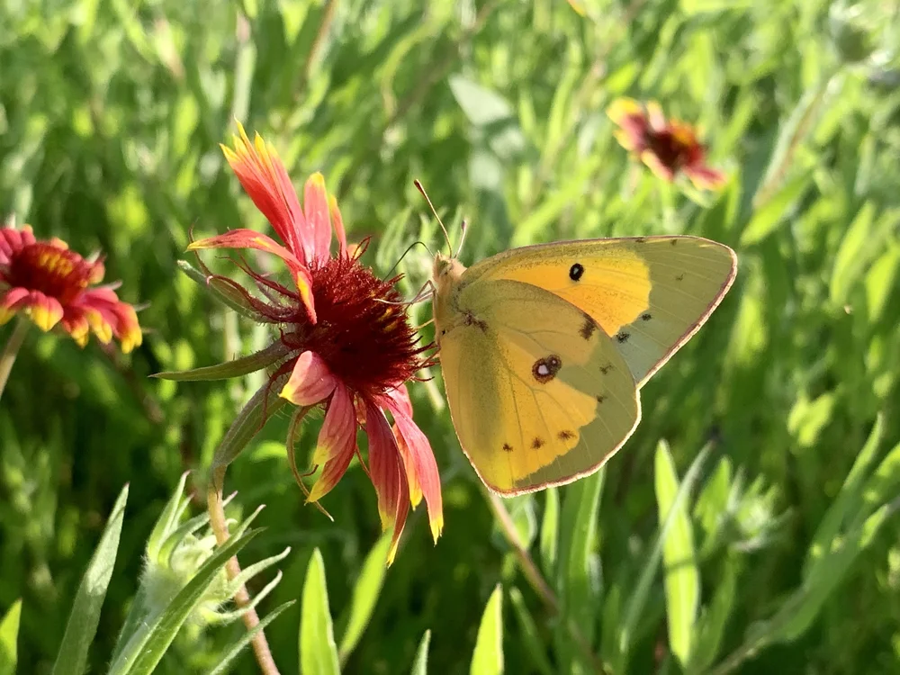   Orange Sulphur butterfly  ( Colias eurytheme)  