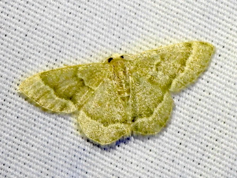   Emerald Moth  ( Chlorochlamys appellaria ), Sam Kieschmick 