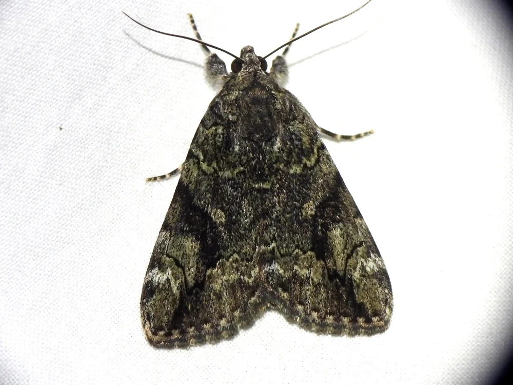   Little Nymph Underwing  ( Catocala micronympha ), Sam Kieschnick 