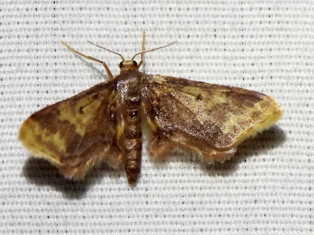   Notch-winged Wave Moth  ( Idaea  furciferata), Sam Kieschnick 