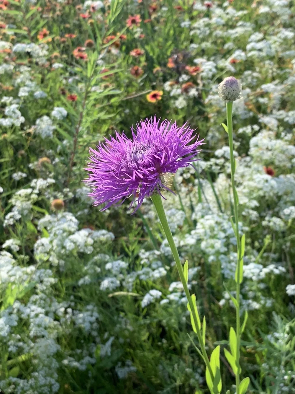 IMG_3819.jpeg