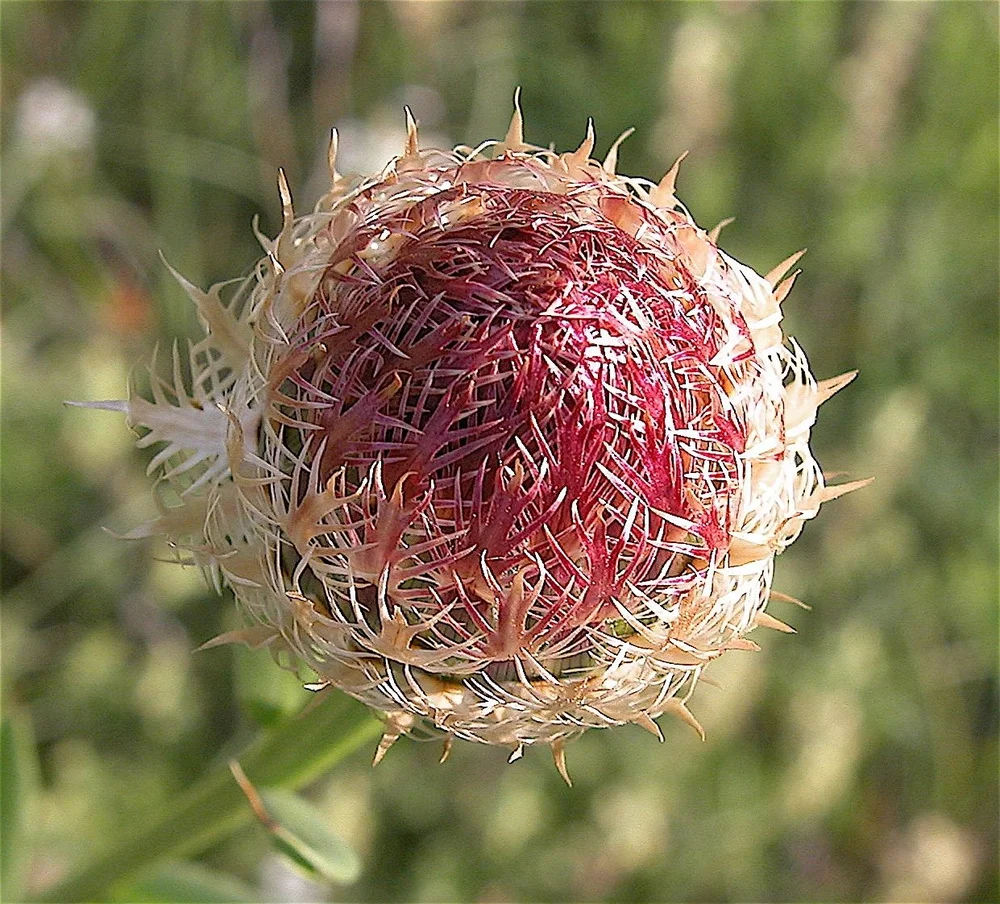 DSCN0017.JPG