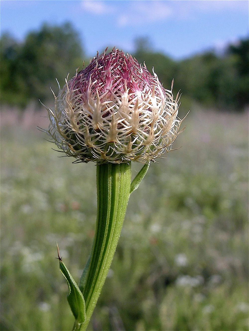 DSCN0019.JPG