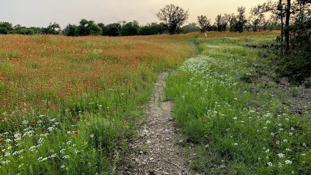  Both Tandy and Broadcast Hills were carpeted in  Indian Blankets . 