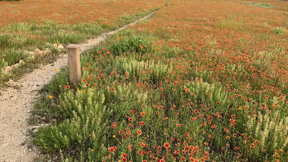  Another striking view of the Iconic Meadow. 