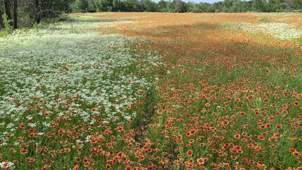   Broadcast Hill  meadows packed full of Prairie Bishop and Indian Blanket in an un-trampled state. 