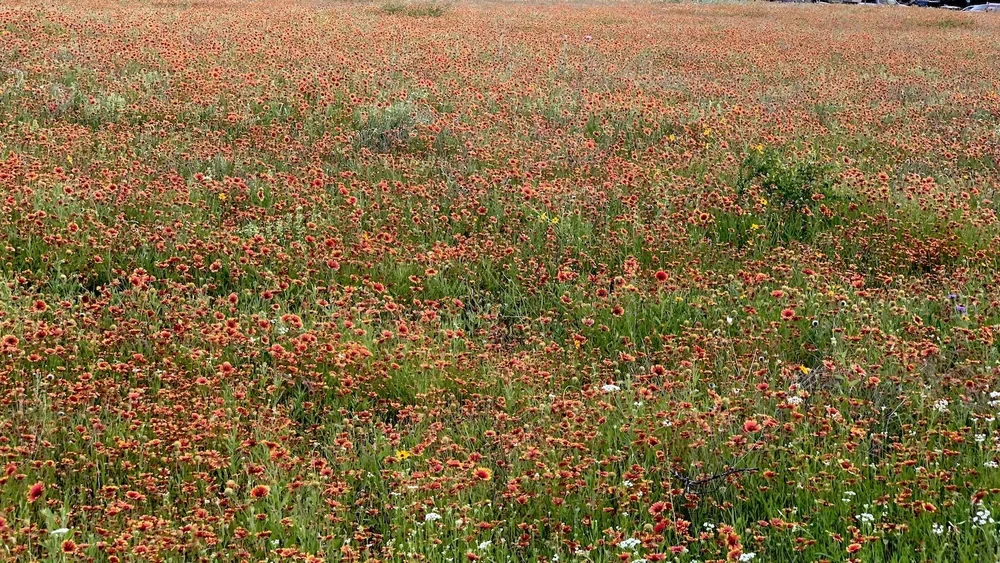   Indian Blanket  ( Gaillardia pulchella ) in early May were blanketing the entire Iconic Meadow. 