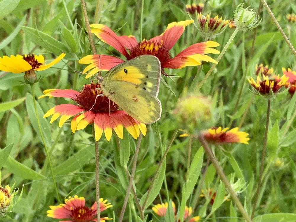   Orange Sulphur Butterfly  ( Colias eurytheme ) 