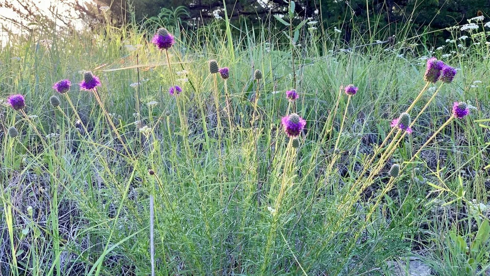   Compact Prairie Clover  ( Dalea compacta ) one of three Dalea species at Tandy Hills. 