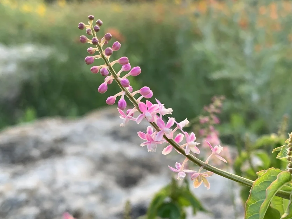   Pigeonberry  ( Rivina humilis ) turns a lovely shade of pink at days end. 