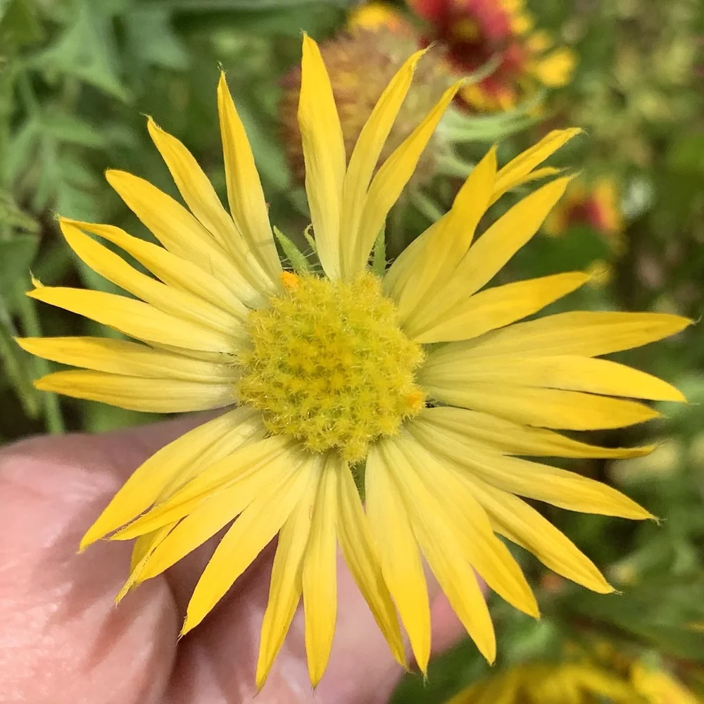   Indian Blanket  ( Gaillardia pulchella ) in yellow variant. 