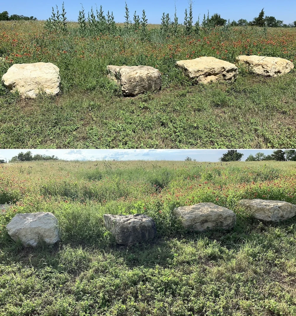  Before and After pics of Prickly Lettuce invasion inside a beautiful patch of Big Bluestem Grass.  
