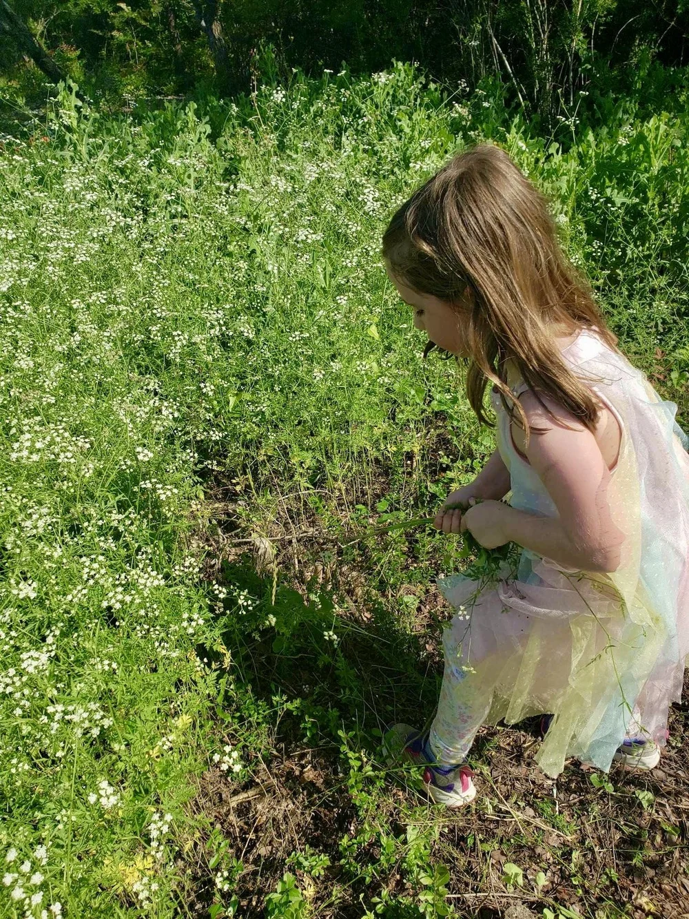  Six-year old, Adelaide, helped her mom remove invasive, Hedge Parsley. 