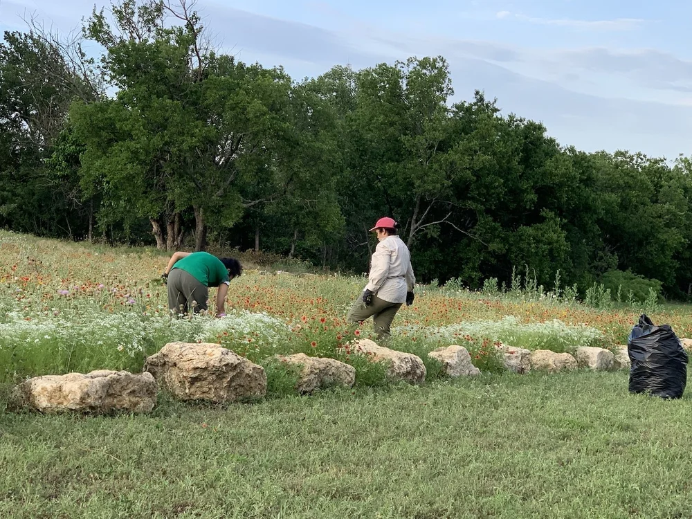  Mireya and Martha have become experts in the difference between  Prairie Bishop  and  Hedge Parsley . 