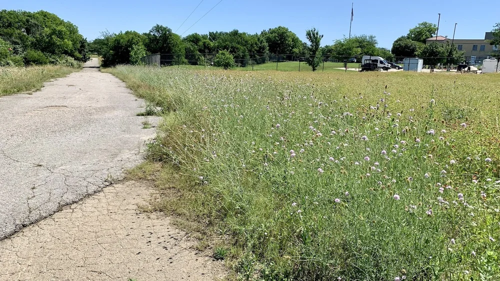  Sweet Scabies had spread about 6' into the meadows. on both sides of the road. But now, 100% of the invasive, Pincushion have been removed from Broadcast Hill. Cody &amp; Spencer are the men for the job. 