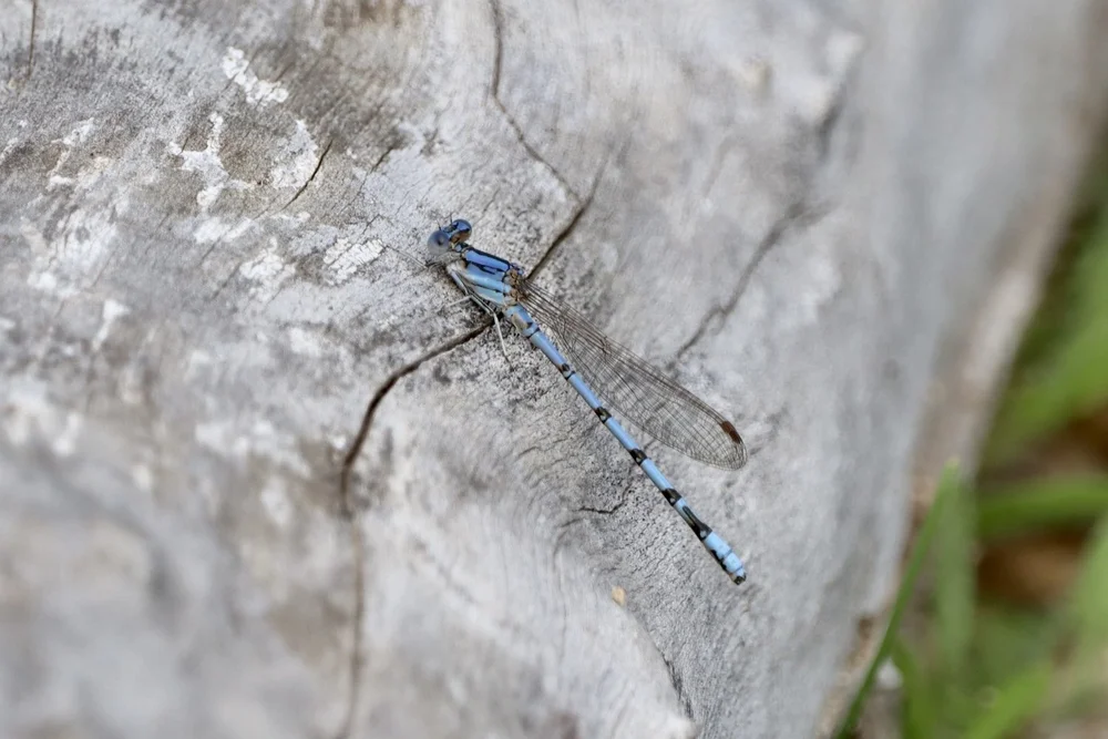   Aztec Dancer Dragonfly  ( Argia nahuana ) sam_moore 