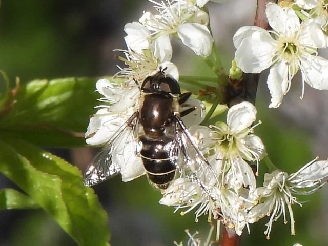   Black-shouldered Drone Fly  ( Eristalis  dimidiata) sam k 