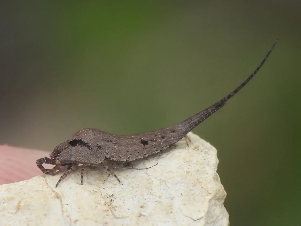   Bristletails  ( Order Archaeognatha ). Photo by, Sam Kieschnick 