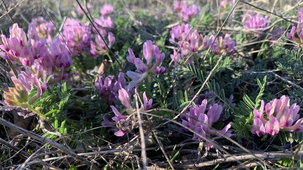   Ground-Plum  ( Astragalus crassicarpus ) 