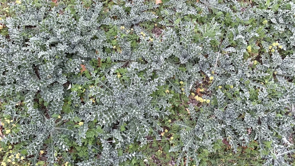   Wavyleaf Thistle  ( Cirsium undulatum ) 
