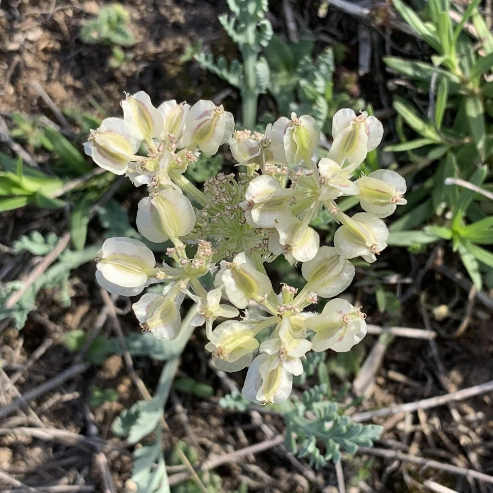   Bigroot Springparsley  ( Vesper macrorhizus ) 