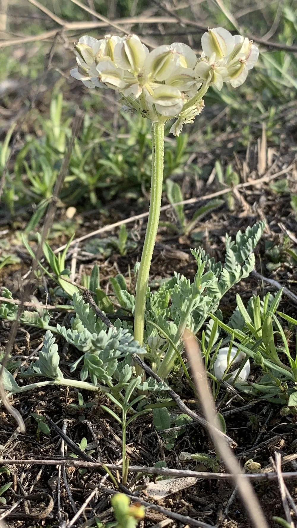   Bigroot Springparsley  ( Vesper macrorhizus ) 