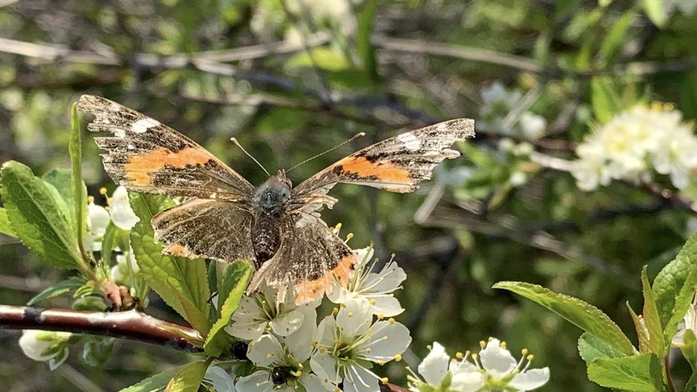   Red Admiral  ( Vanessa atalanta)  DY 