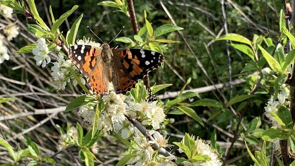   Painted Lady  ( Vanessa cardui) DY  