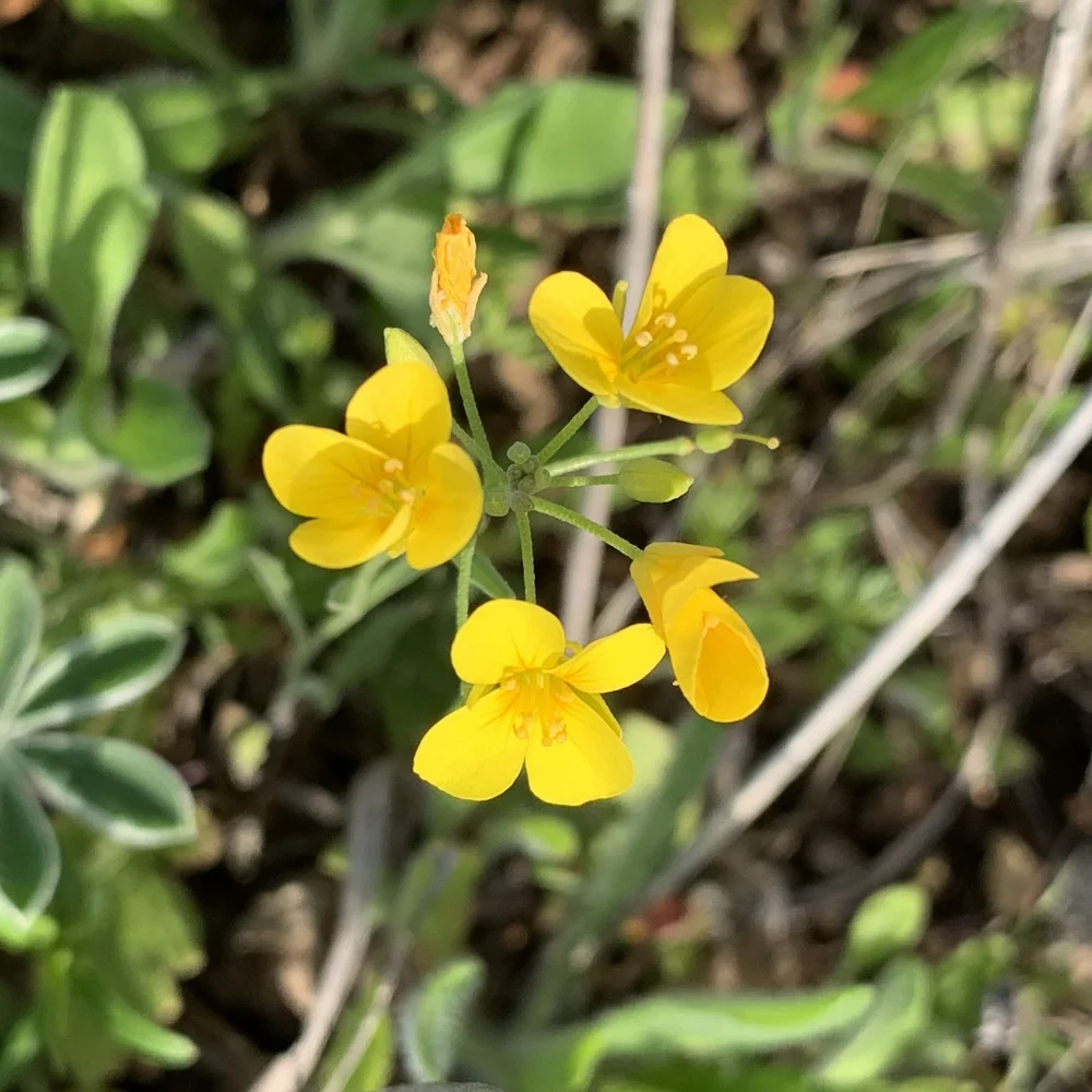   Cloth-of-Gold  ( Physaria gracilis ) 