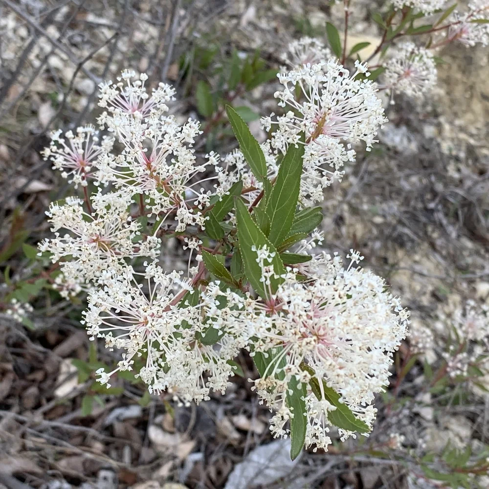   Inland Ceanothus  ( Ceanothus herbaceus ) 