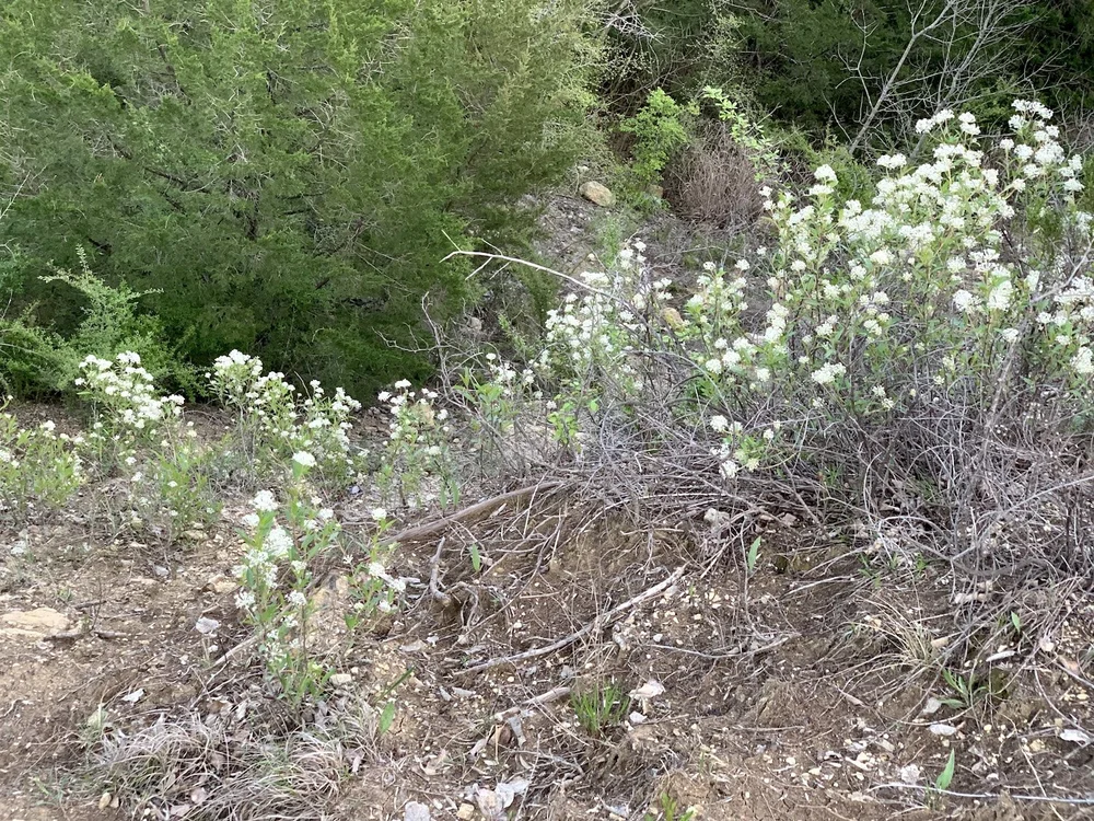  One of the biggest patches of  Inland  Ceanothus ( Ceanothus herbaceus ) I have seen at Tandy Hills. 