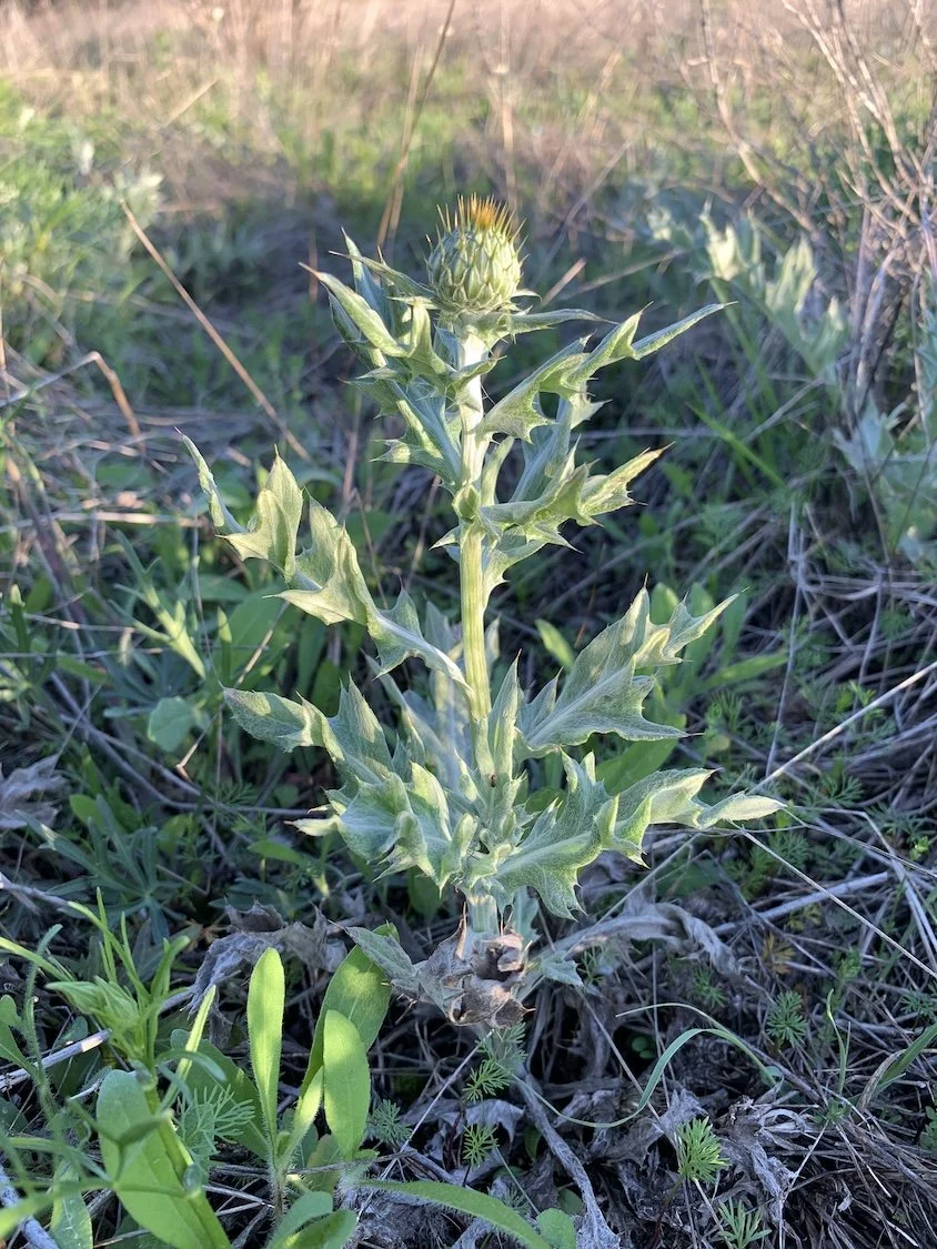   Wavyleaf Thistle  ( Cirsium undulatum ) 