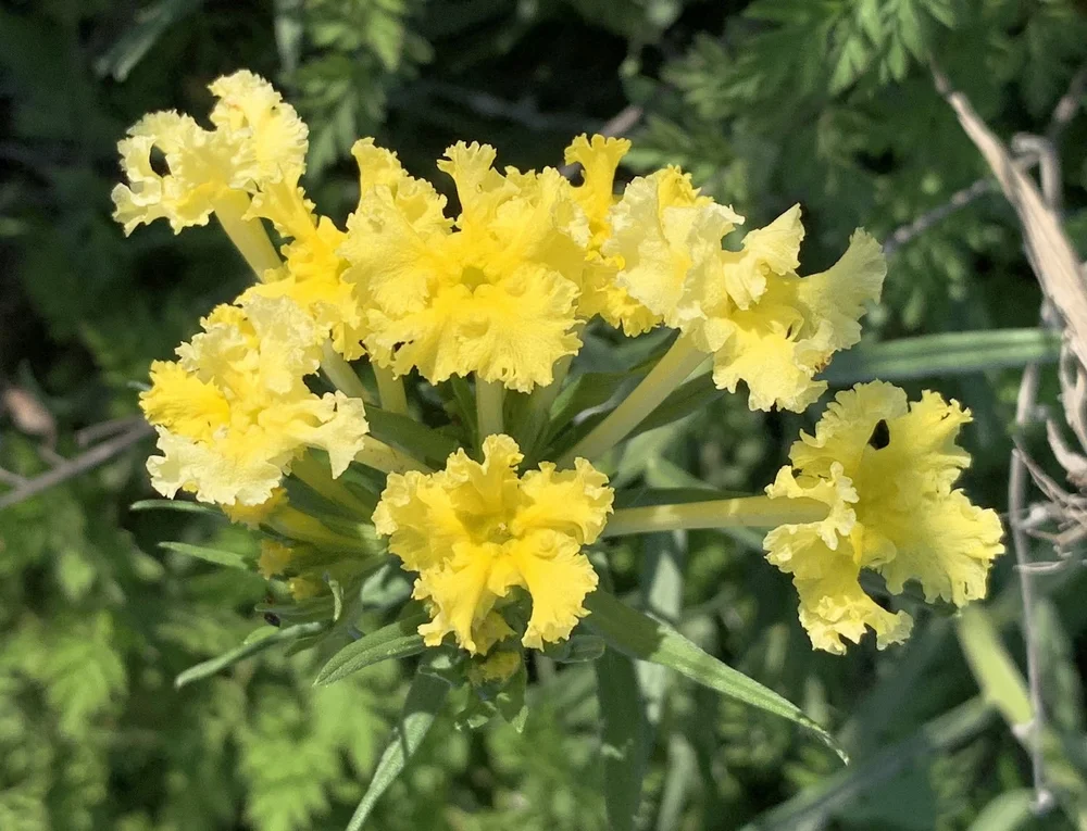   Narrowleaf Puccoon  ( Lithospermum  incisum) 