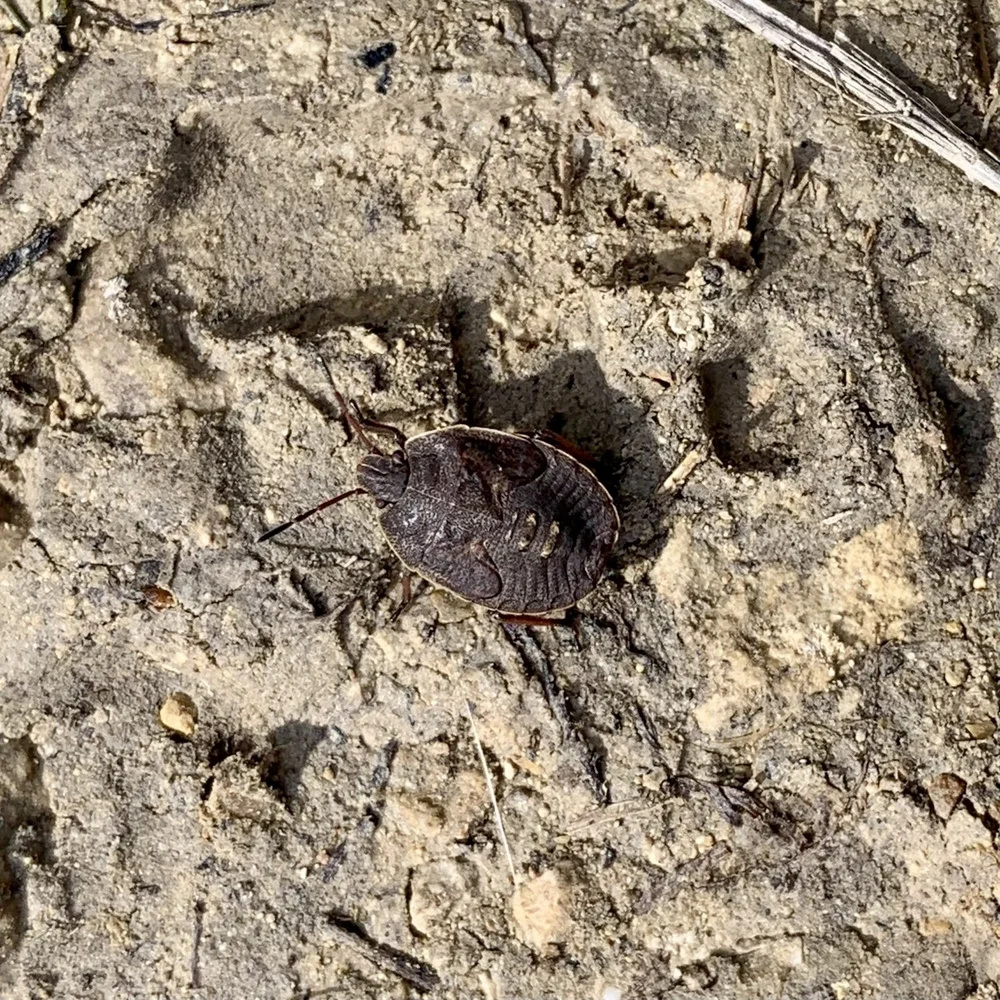   Elf Shoe Stink Bug  ( Menecles insertus ) 