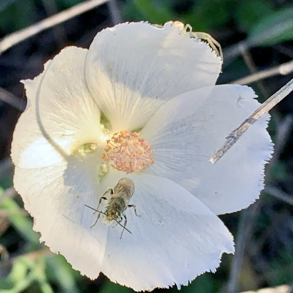  Sweat Bee 