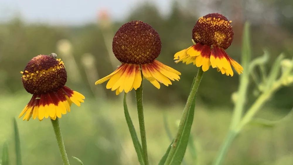   Pretty Sneezeweed  ( Helenium elegans)  
