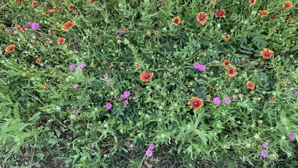  Good image of what a healthy prairie looks like. A mixed tangle of species like jewels at your feet.. 