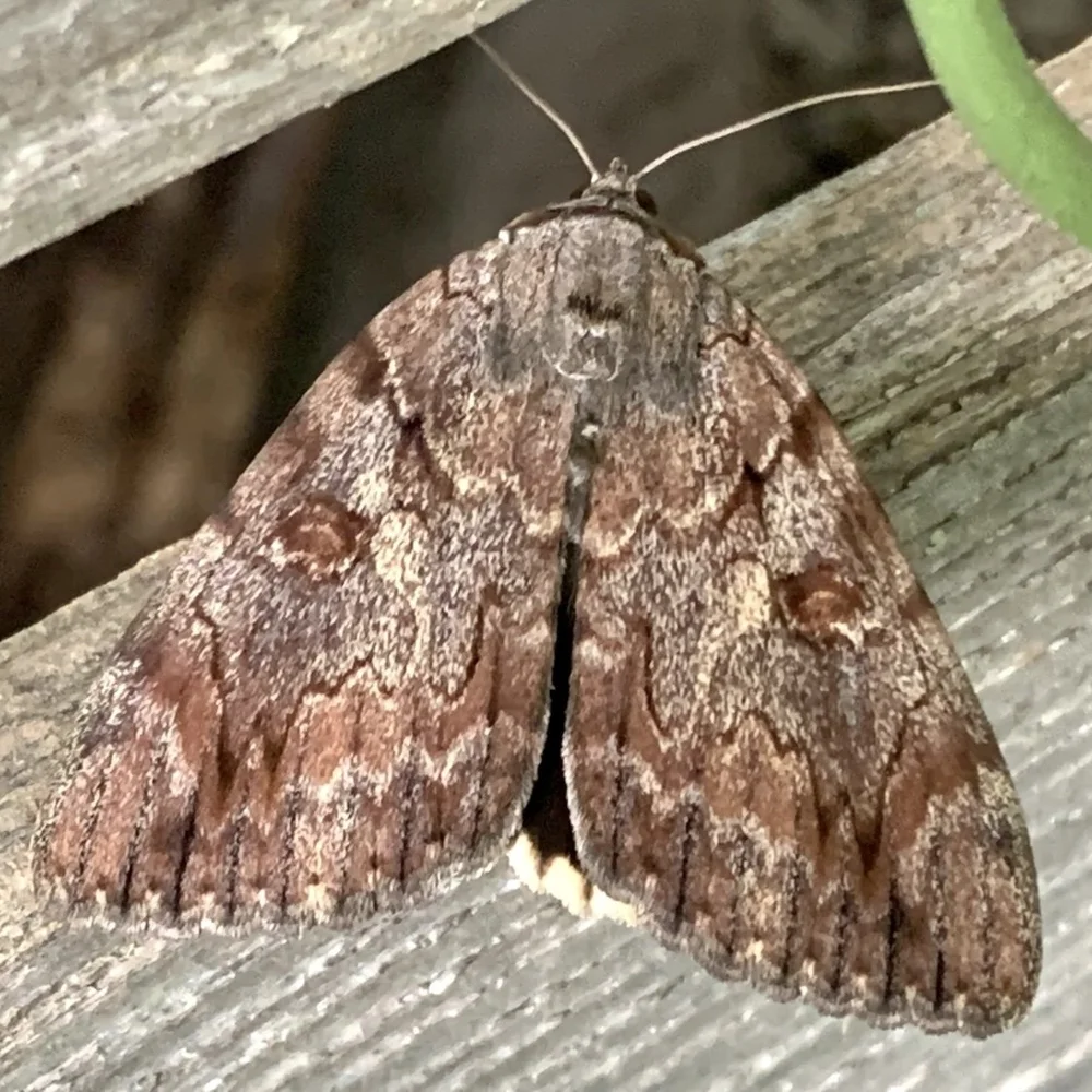   Agrippina Underwing Moth  ( Catocala agrippina ) DY 