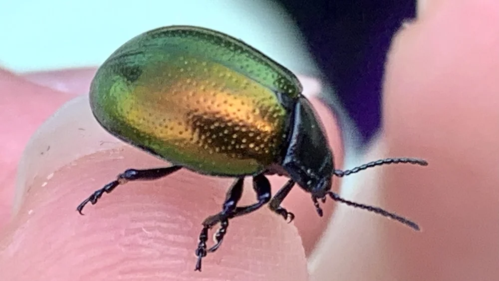   Gold-winged Leaf Beetle  ( Chrysolina auripennis ) 