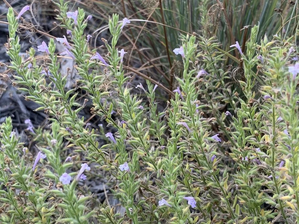   Reverchon's False Pennyroyal  ( Hedeoma reverchonii ) 