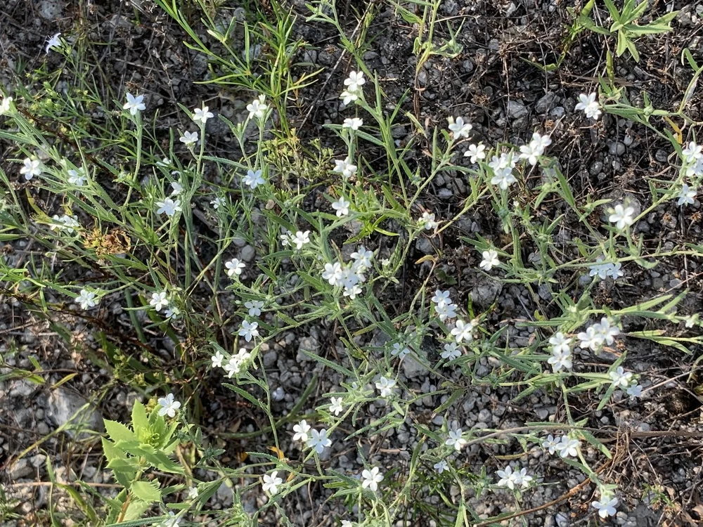   Pasture Heliotrope  ( Euploca tenella ) 