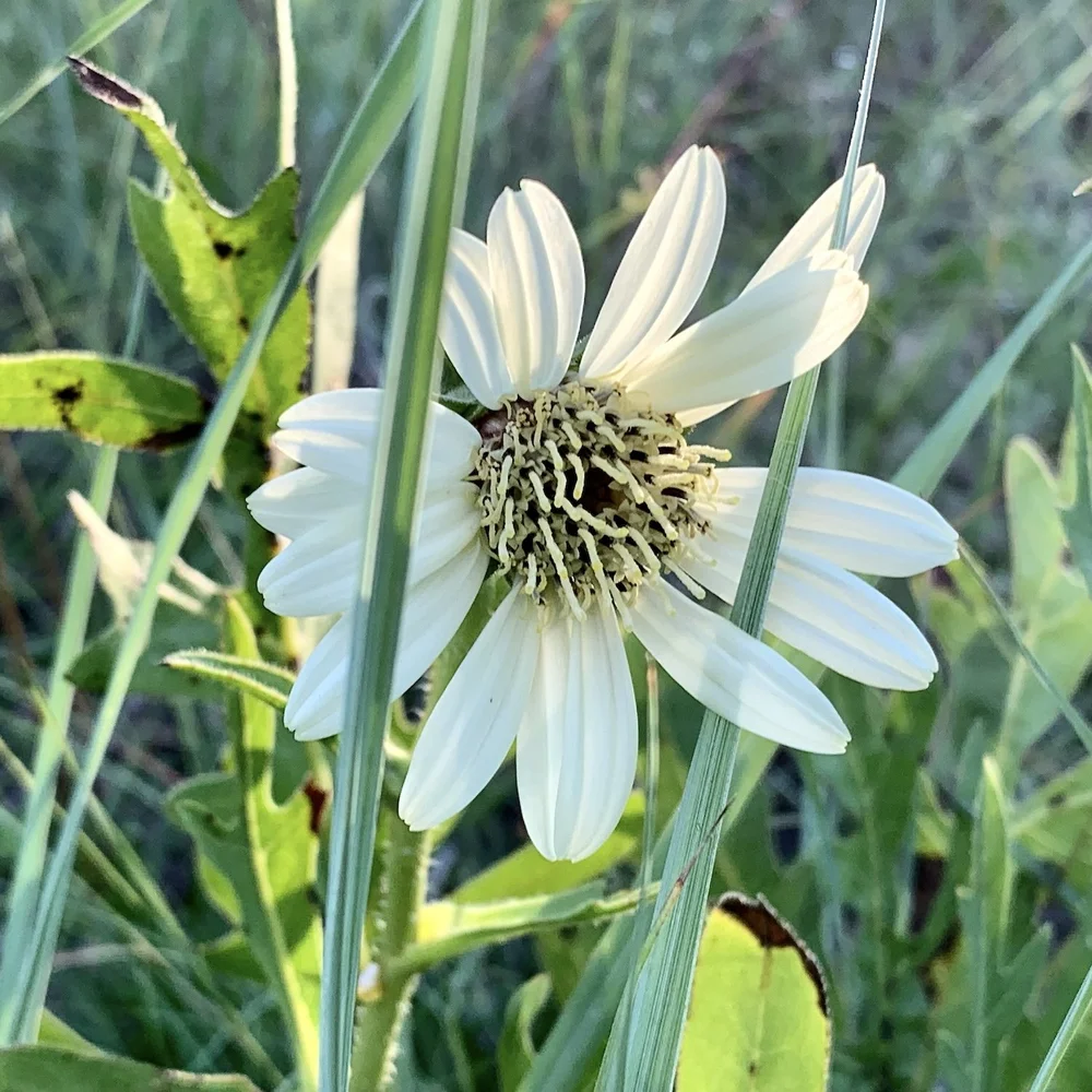   White Rosinweed  ( Silphium albiflorum ) 