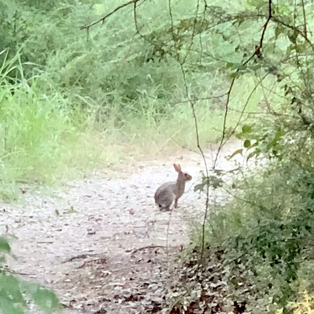   Eastern Cottontail Rabbit  ( Sylvilagus floridanus ) 