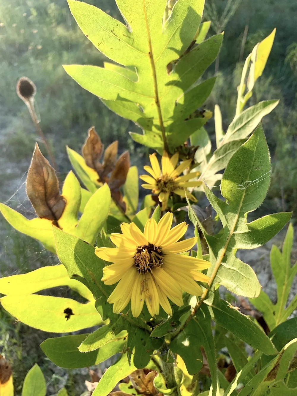   Compass Plant  ( Silphium laciniatum ) 