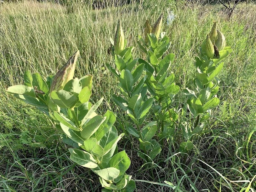   Green Antelopehorns  ( Asclepias viridis ) 
