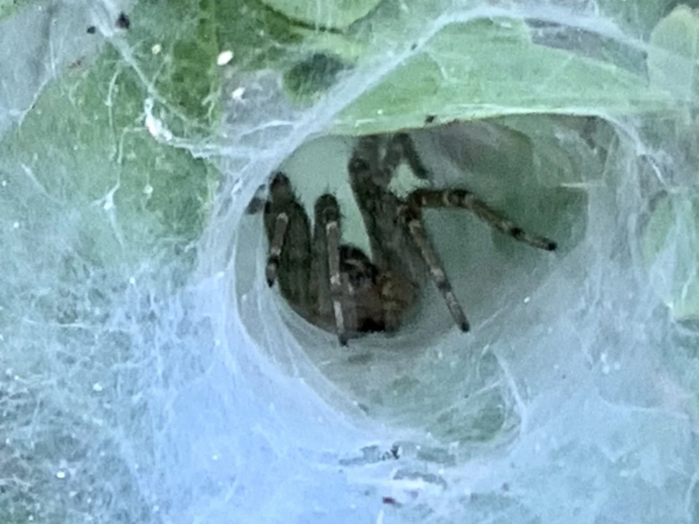   Grass Spiders  ( Genus Agelenopsis ) 