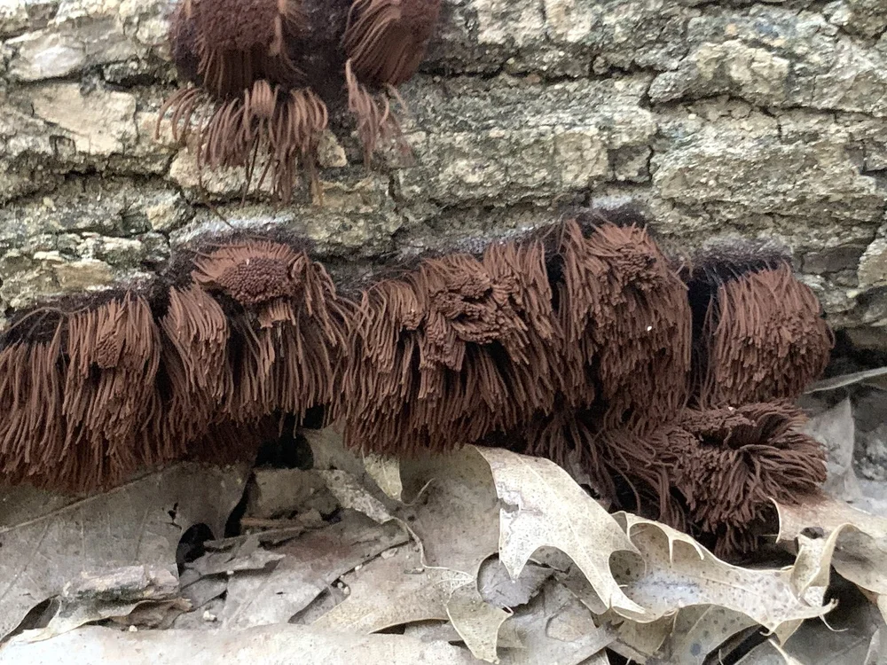   Chocolate Tube Slimes  ( Genus Stemonitis ) 