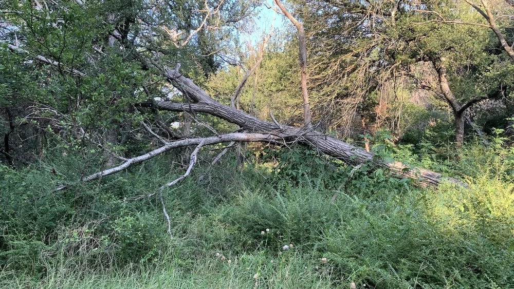  This Cottonwood tree was one of the largest trees at Tandy Hills before it succumbed in June. 