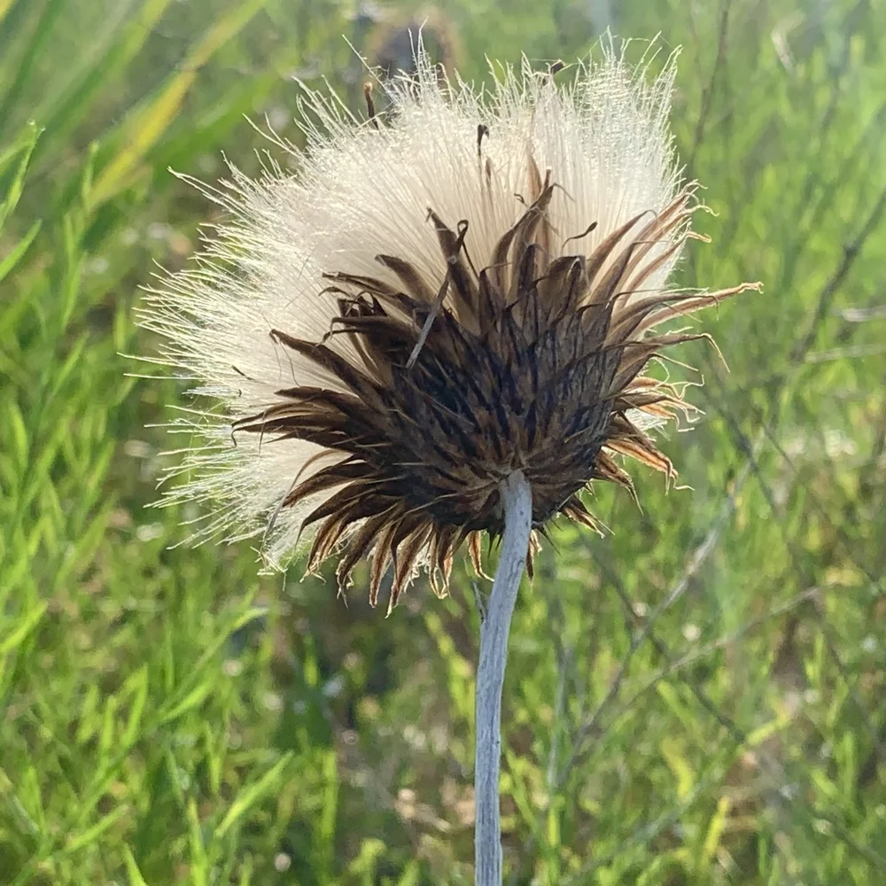   Texas Thistle  ( Cirsium texanum ) 